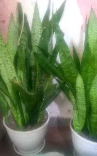 گل و گلدان