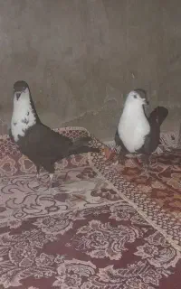 جفت نروماده