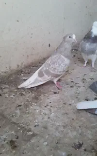 اسباب بازی دم سفید ماده