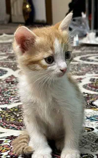 واگذاری بچه گربه