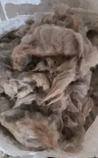 پشم بره