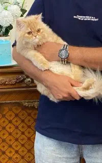 گربه نر آمده جفت گیری