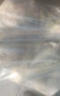 گل کلم