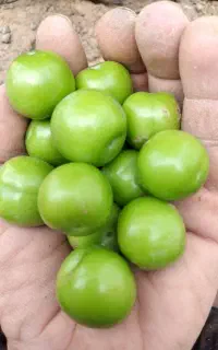 الو گوجه سبز