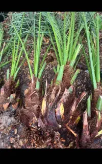 پاجوش حراج شد بهترین قیمت و با کلی تخفیف