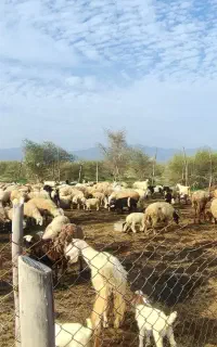 نیازمند کارگر چوپان(حداقل ۵سال سابقه)