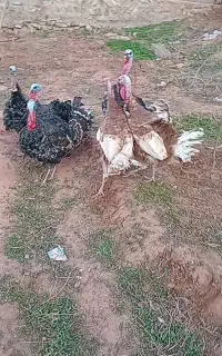 ۵تا بوقلمون نر قیمت هر یکیش ۵تومن