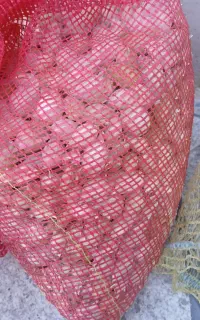 غده ی پیاز