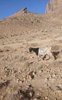 بزداشتی