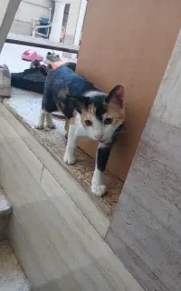 واگذاری گر به دوماهه