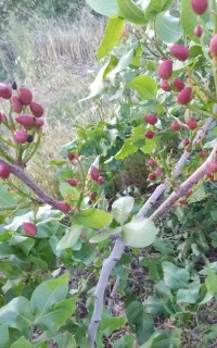 پسته انواع نهال
