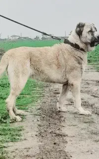ماده آلابای یک و نیم ساله
