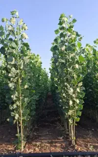 فروش انواع نهال صنوبر نیگرای ترکیه و کبوده و چنار