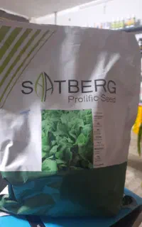 بذر اسفناج