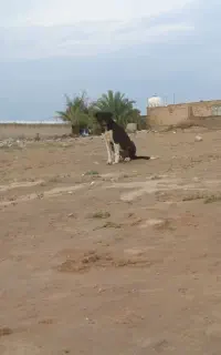 واگذاری سگ