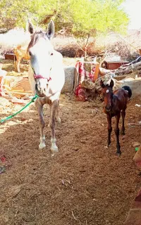 اهواز اسب در سوسنگرد