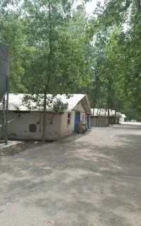 نیروی کار مرغداری گوشتی