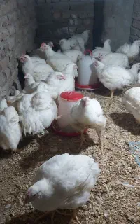 مرغ زنده