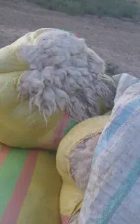 فروش پشم