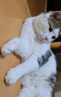 واگذاری پسر تپلی و مهربون