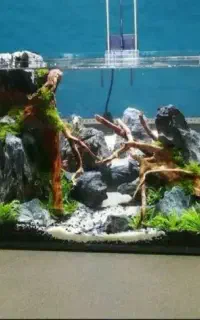 اکواریم شرکتی خم وپمپ و اکواریوم ساده