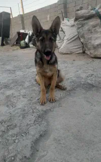 سگ ماده ژرمن