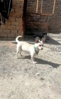 پاپی. ماده. سایز کوچیک