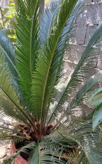 سیکاس بزرگ همراه گلدان بزرگ