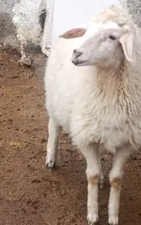 بره نروماده میش و جهت نگهداری  وقربانی
