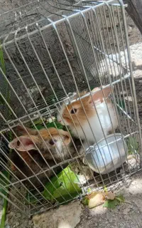 خرگوش خونگی