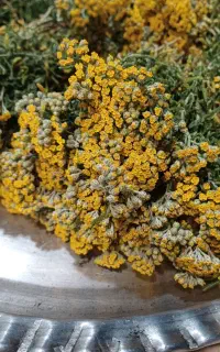 برنجاس
