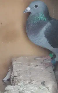 نر پلاکی