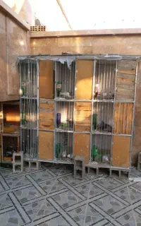 قفس جفتی وتعدادی کیوتر