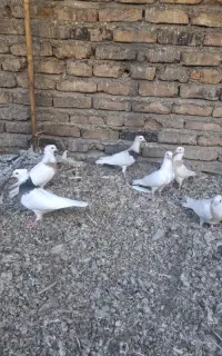 کبوتر طوقی