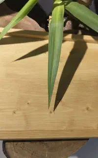 ظروف چوبی و سینی
