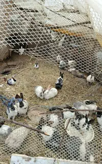 کوچیک‌300‌بزرگ400