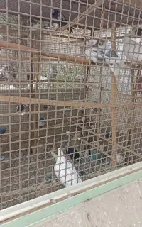 فروش کبوتر