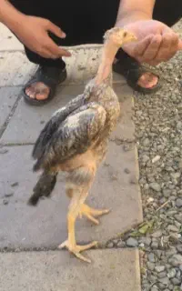 جوجه خروس لاری دو نیم ماهه اصیل