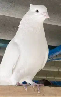 کفترگمشده