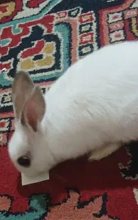 خرگوش ۳ ماهه