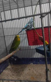 مرغ عشق نرو ماده