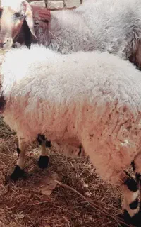 بره