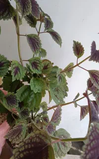 کلکسیونی گل حسن یوسف طبیعی