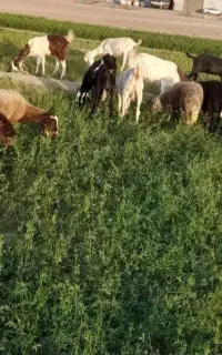 گوسفند نیم گوشت