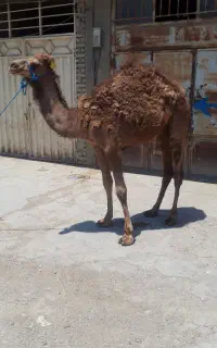گوشت بچه شتر