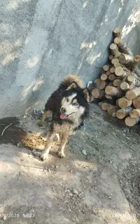 هاسکی مالاموت