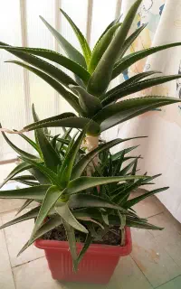 گل الوورا