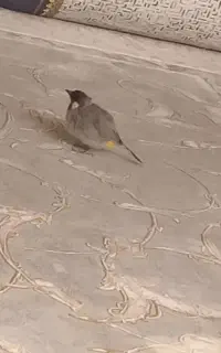 دم زرد دستی ای خوم فول دستی جوجه باشع