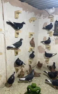 پلنگ