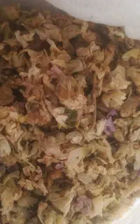 گل ختمی